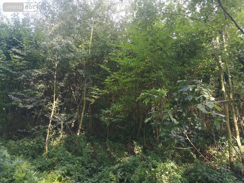 Terrains de loisirs bois etangs a vendre Thun-Saint-Martin 59141 Nord 59 19000 euros 59084-2039 005
