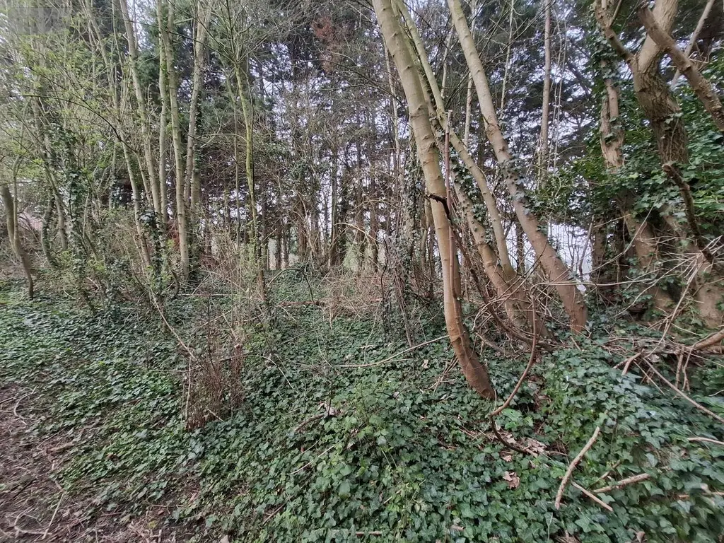 Terrains de loisirs bois etangs a vendre Ames 62190 Pas-de-Calais 62 28000 euros 62050-1772 006