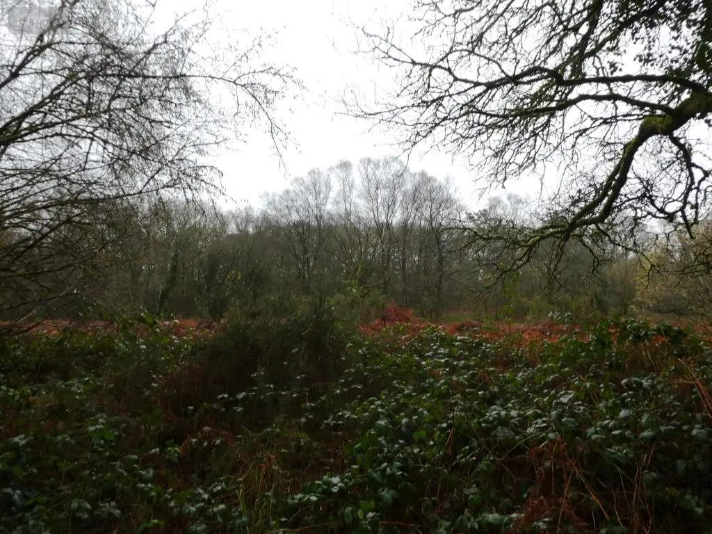 Terrains de loisirs bois etangs a vendre Saint-Tugdual 56540 Morbihan 56 10600 euros 56075-2343 008