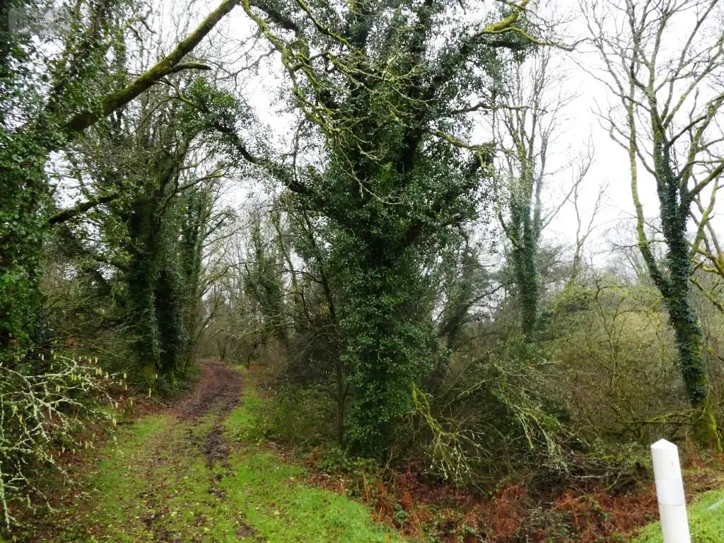 Terrains de loisirs bois etangs a vendre Saint-Tugdual 56540 Morbihan 56 10600 euros 56075-2343 001