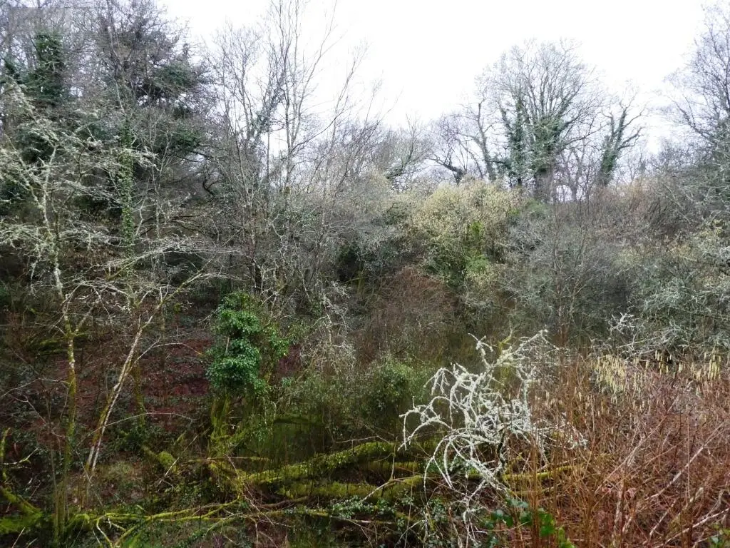 Terrains de loisirs bois etangs a vendre Saint-Tugdual 56540 Morbihan 56 10600 euros 56075-2343 005