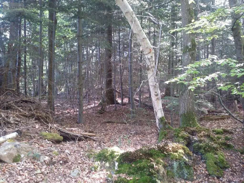 Terrains de loisirs bois etangs a vendre La Folletière-Abenon 14290 Calvados 14 6500 euros 14058-1510 001