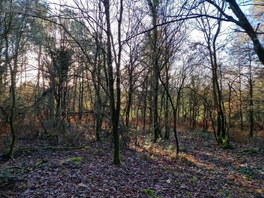 Terrains de loisirs bois etangs a vendre Trédion 56250 Morbihan 56 2800 euros 56056-167 003