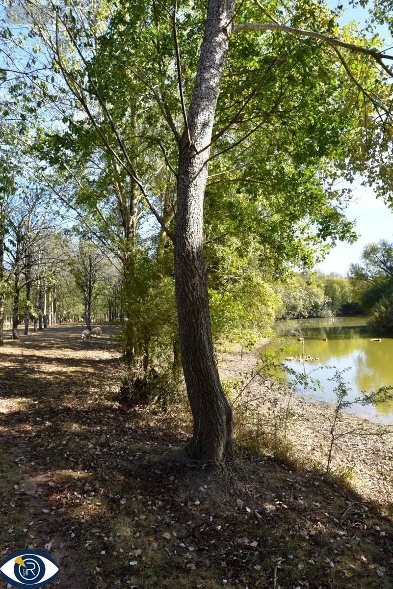 Terrains de loisirs bois etangs a vendre Vaiges 53480 Mayenne 53 69000 euros 53004-1365 005