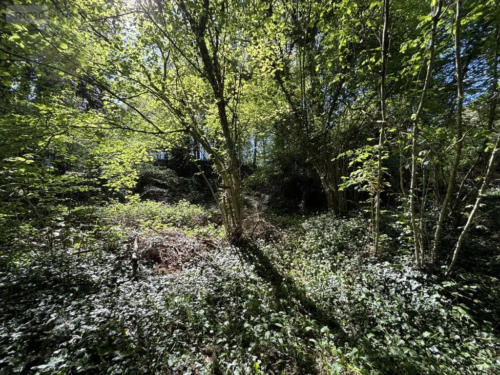 Terrain a batir a vendre Saint-Antoine-du-Rocher 37360 Indre-et-Loire 37 64200 euros 37037-17 004