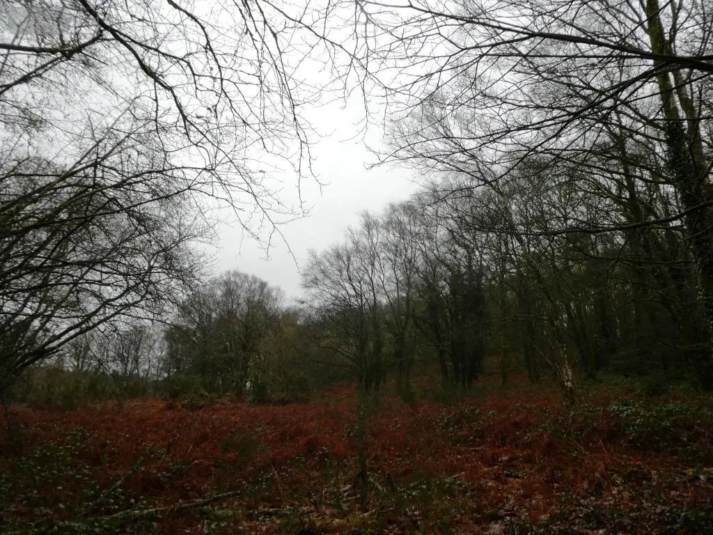 Terrains de loisirs bois etangs a vendre Saint-Tugdual 56540 Morbihan 56 10600 euros 56075-2343 010