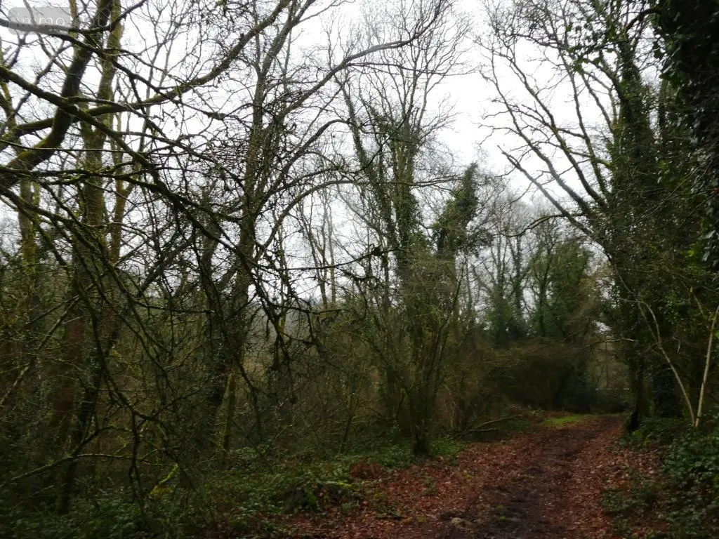 Terrains de loisirs bois etangs a vendre Saint-Tugdual 56540 Morbihan 56 10600 euros 56075-2343 009