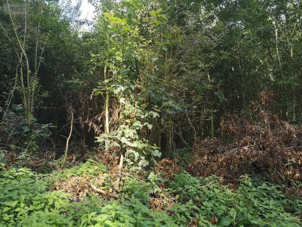 Terrains de loisirs bois etangs a vendre Thun-Saint-Martin 59141 Nord 59 19000 euros 59084-2039 004
