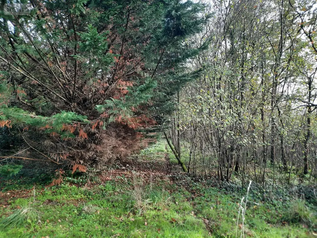 Terrains de loisirs bois etangs a vendre Aizenay 85190 Vendée 85 41280 euros 85091-5199 005