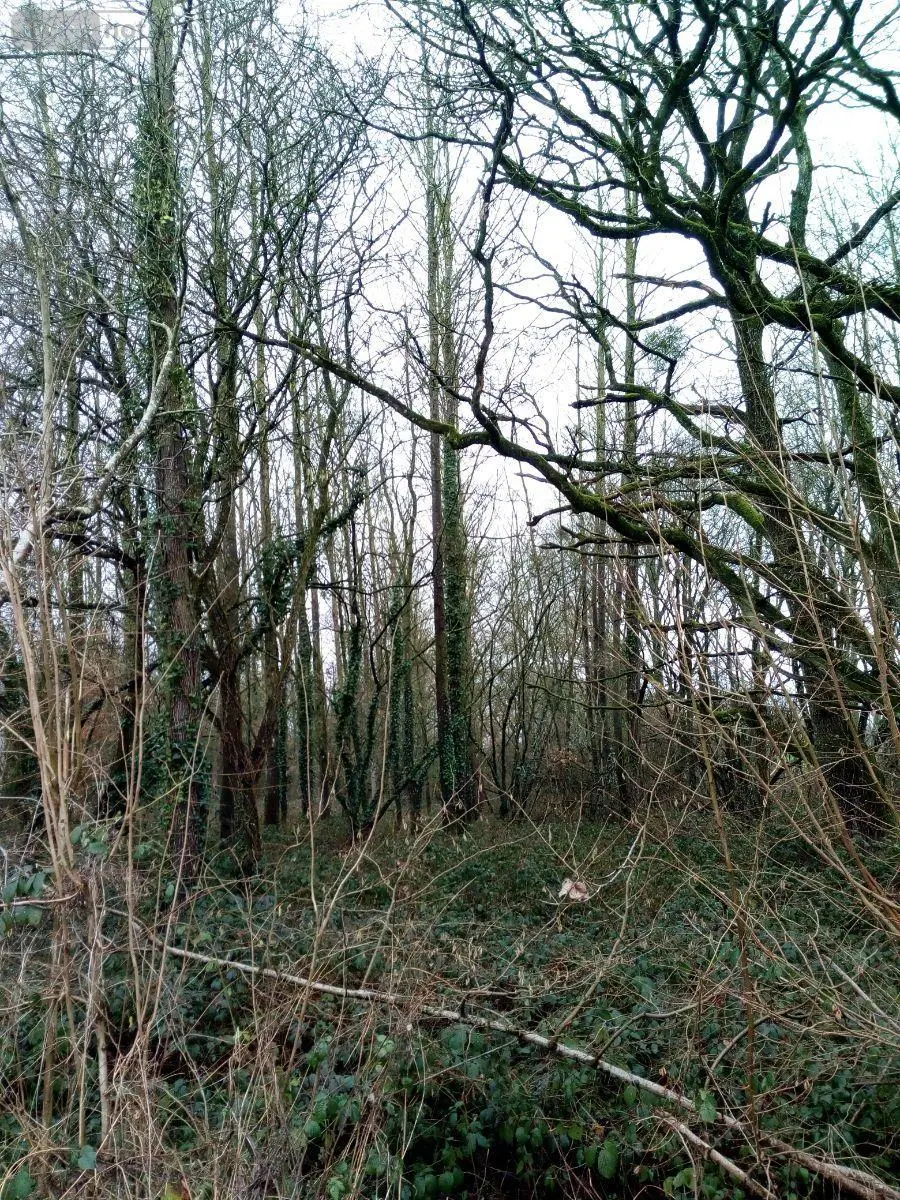 Divers a vendre Vimartin-sur-Orthe 53160 Mayenne 53 3600 euros 805 009