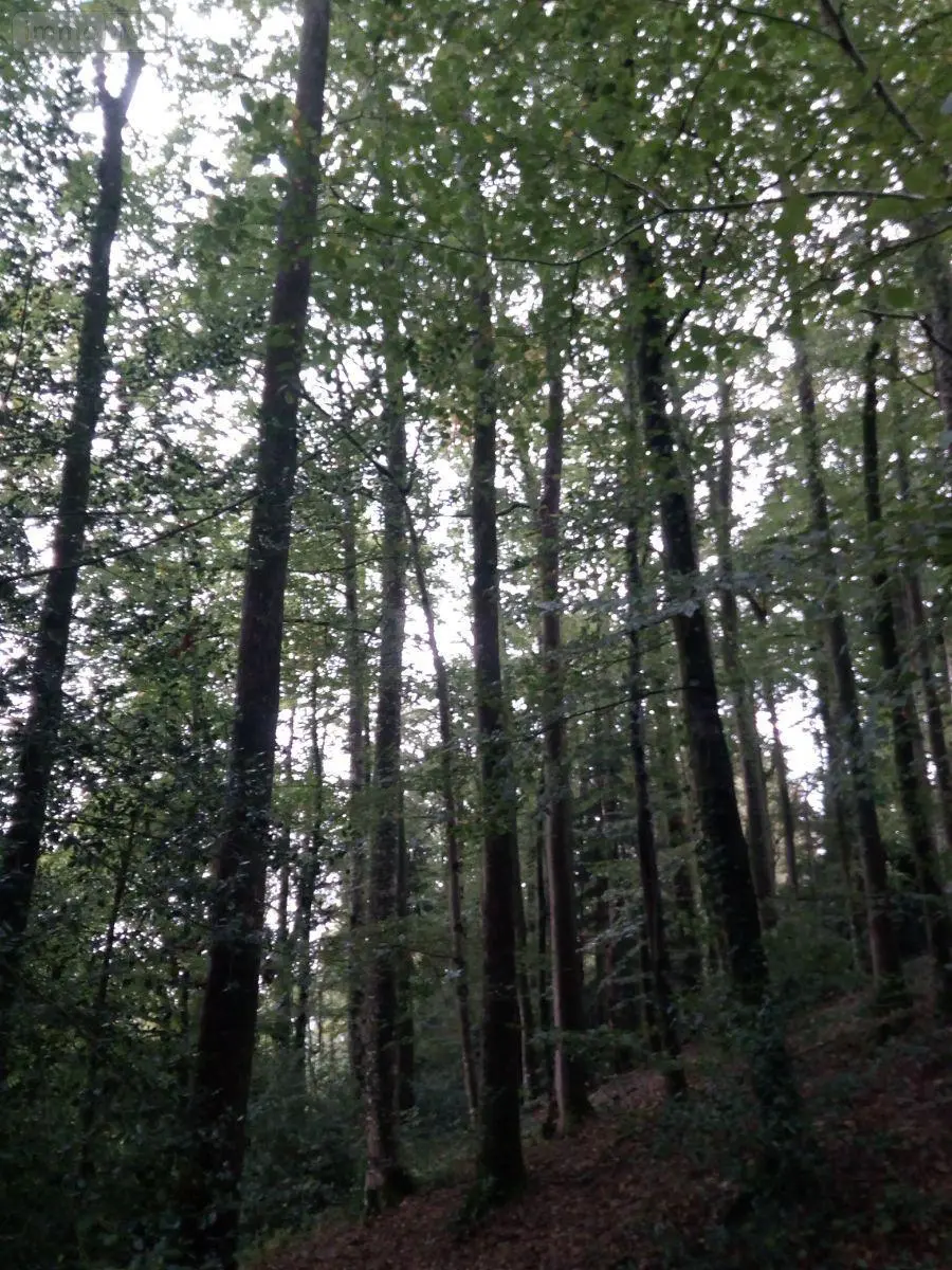 Terrains de loisirs bois etangs a vendre Saint-Thomas-de-Courceriers 53160 Mayenne 53 2700 euros 925 004