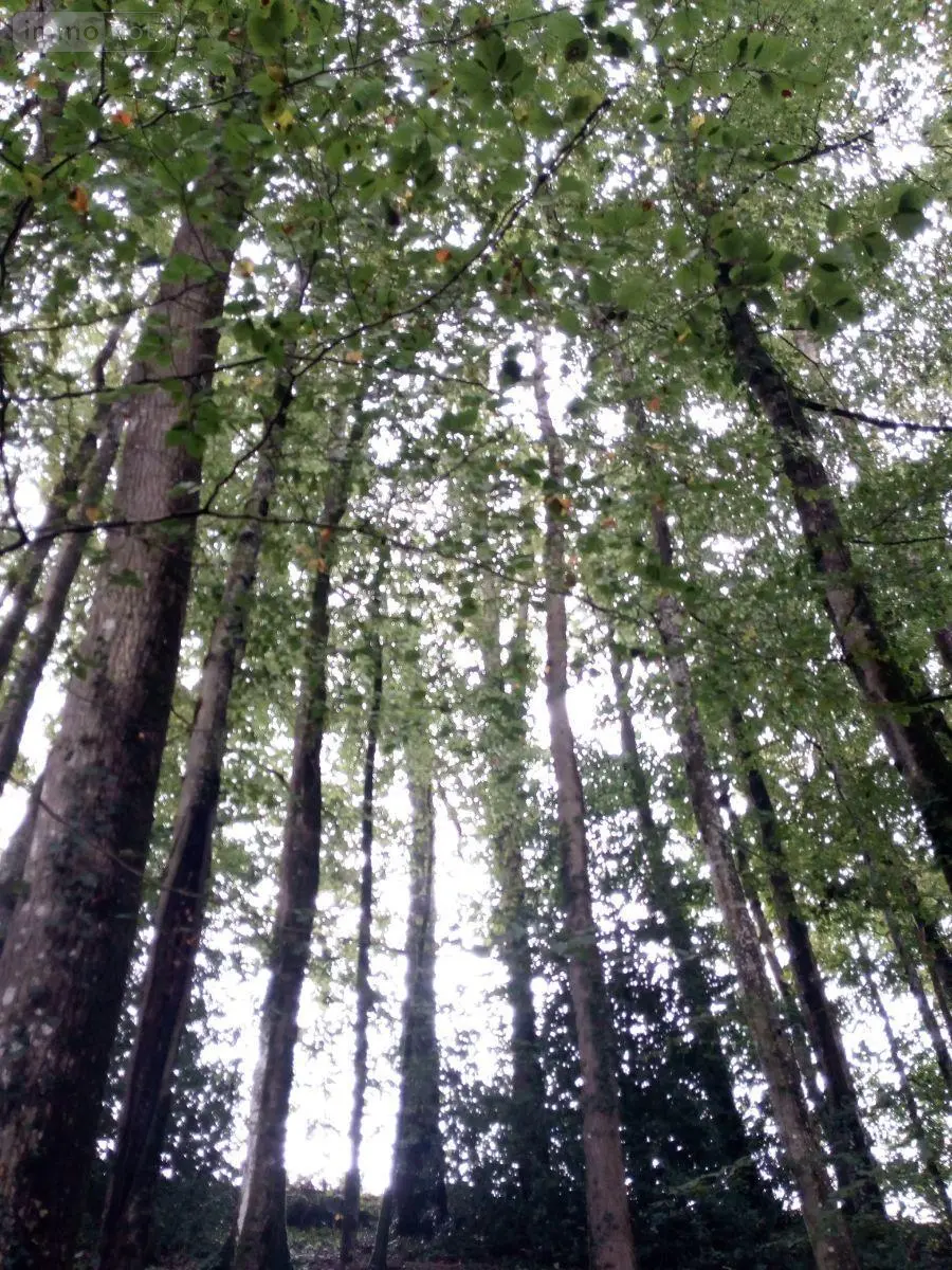 Terrains de loisirs bois etangs a vendre Saint-Thomas-de-Courceriers 53160 Mayenne 53 2700 euros 925 007