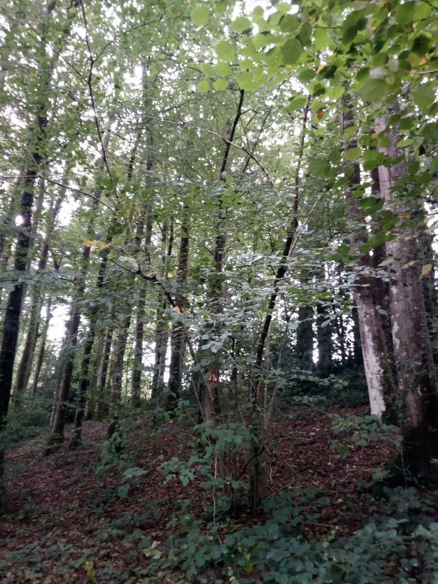 Terrains de loisirs bois etangs a vendre Saint-Thomas-de-Courceriers 53160 Mayenne 53 2700 euros 925 008