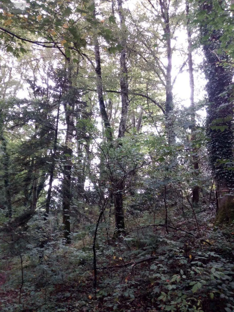 Terrains de loisirs bois etangs a vendre Saint-Thomas-de-Courceriers 53160 Mayenne 53 2700 euros 925 009