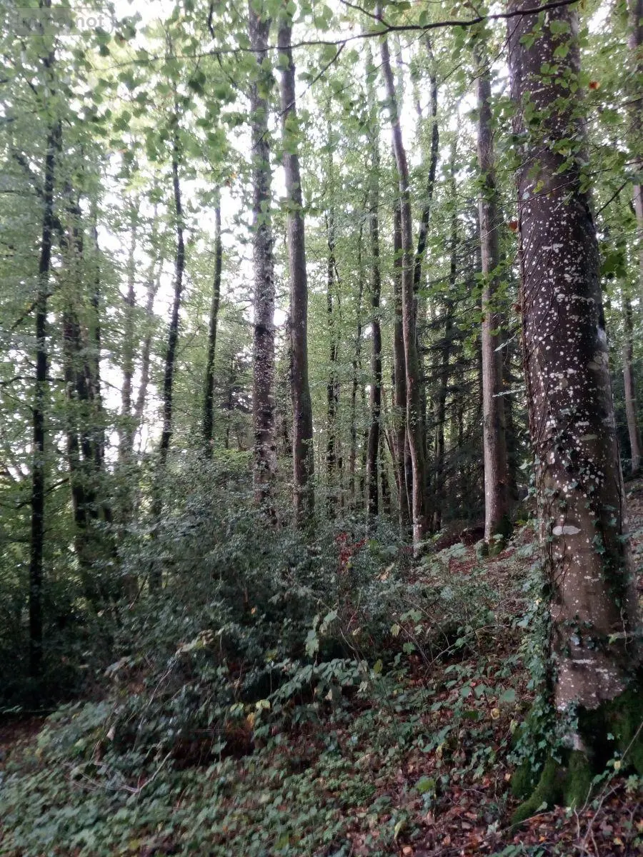 Terrains de loisirs bois etangs a vendre Saint-Thomas-de-Courceriers 53160 Mayenne 53 2700 euros 925 012