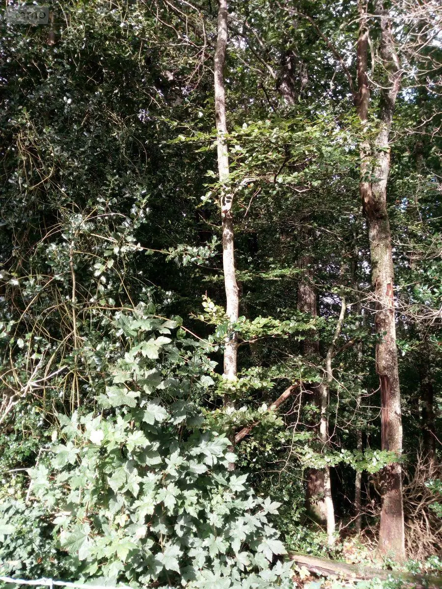 Terrains de loisirs bois etangs a vendre Saint-Thomas-de-Courceriers 53160 Mayenne 53 2700 euros 925 011