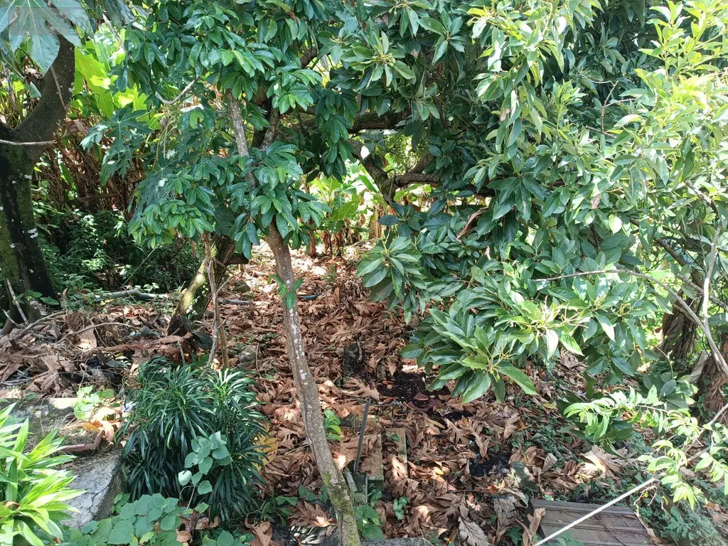 Maison a vendre Le Robert 97231 Martinique 972 3 pièces 77000 euros 92 023