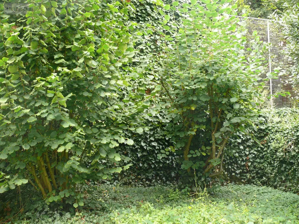 Maison a vendre Dinan 22100 Côtes-d'Armor 22 90 m2 6 pièces 218190 euros 037/945 020