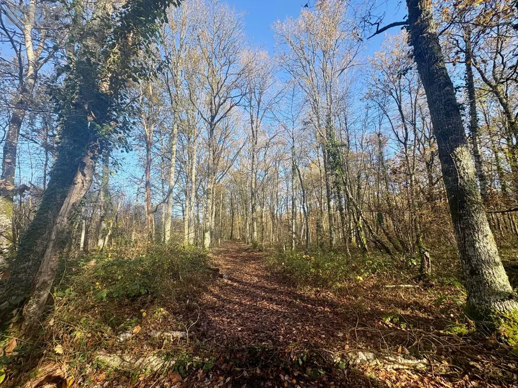 Terrains de loisirs bois etangs a vendre La Ferté-Imbault 41300 Loir-et-Cher 41 263500 euros 044/2044 002