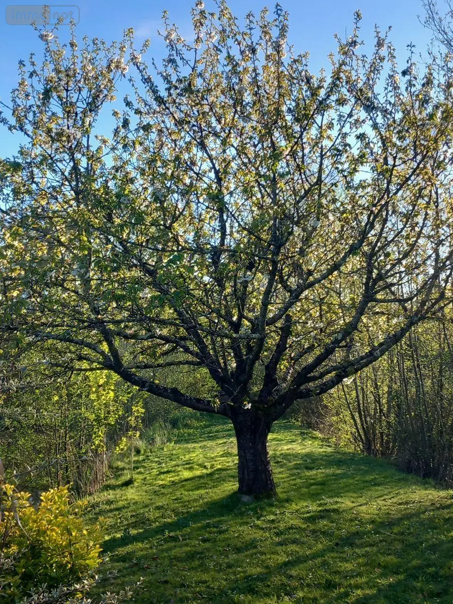 Terrains de loisirs bois etangs a vendre Luzillé 37150 Indre-et-Loire 37 78100 euros 11893/504 005