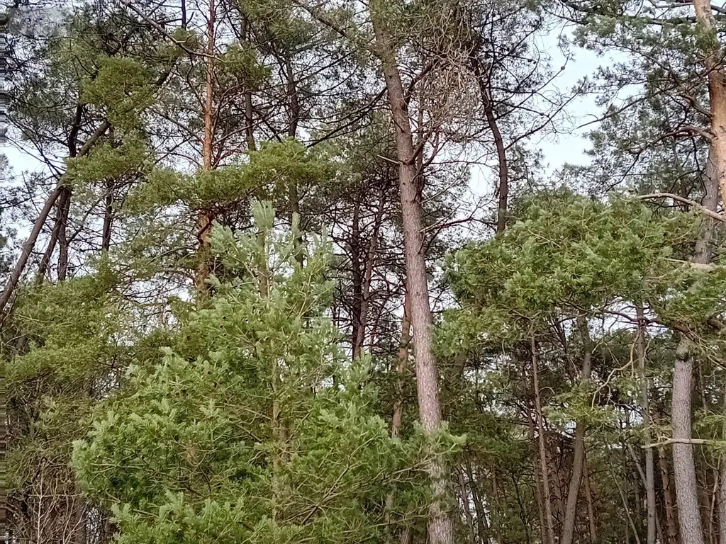 Terrains de loisirs bois etangs a vendre Cournon 56200 Morbihan 56 30000 euros 009/1356 002