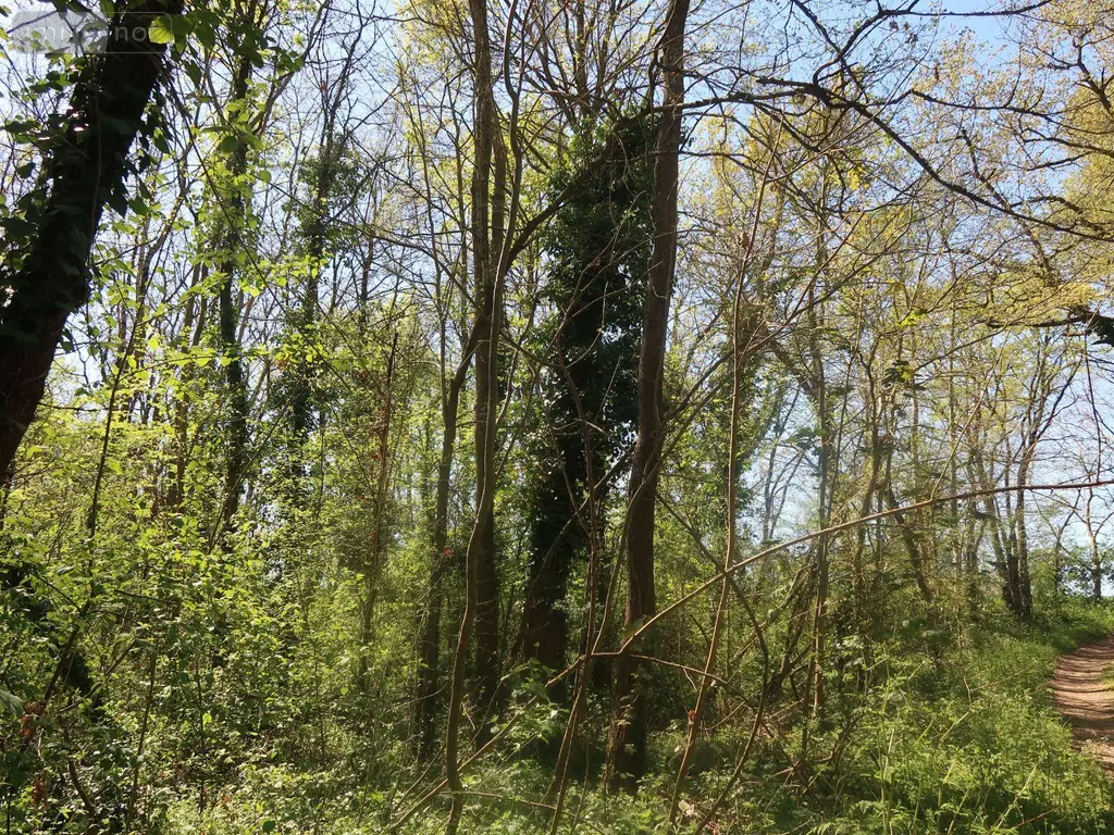 Terrains de loisirs bois etangs a vendre Vouneuil-sur-Vienne 86210 Vienne 86 9000 euros 86024-TEBE2453 004