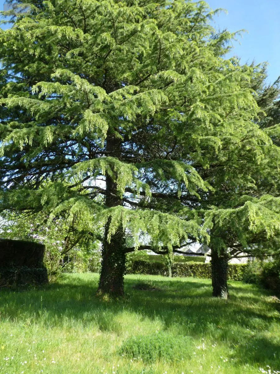 Maison a vendre Amboise 37400 Indre-et-Loire 37 76 m2 365690 euros 11893/507 012