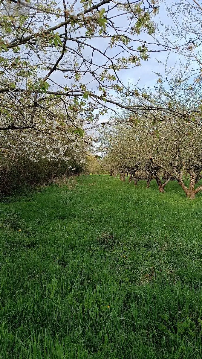Terrains de loisirs bois etangs a vendre Villaines-la-Juhel 53700 Mayenne 53 31800 euros 1395 016
