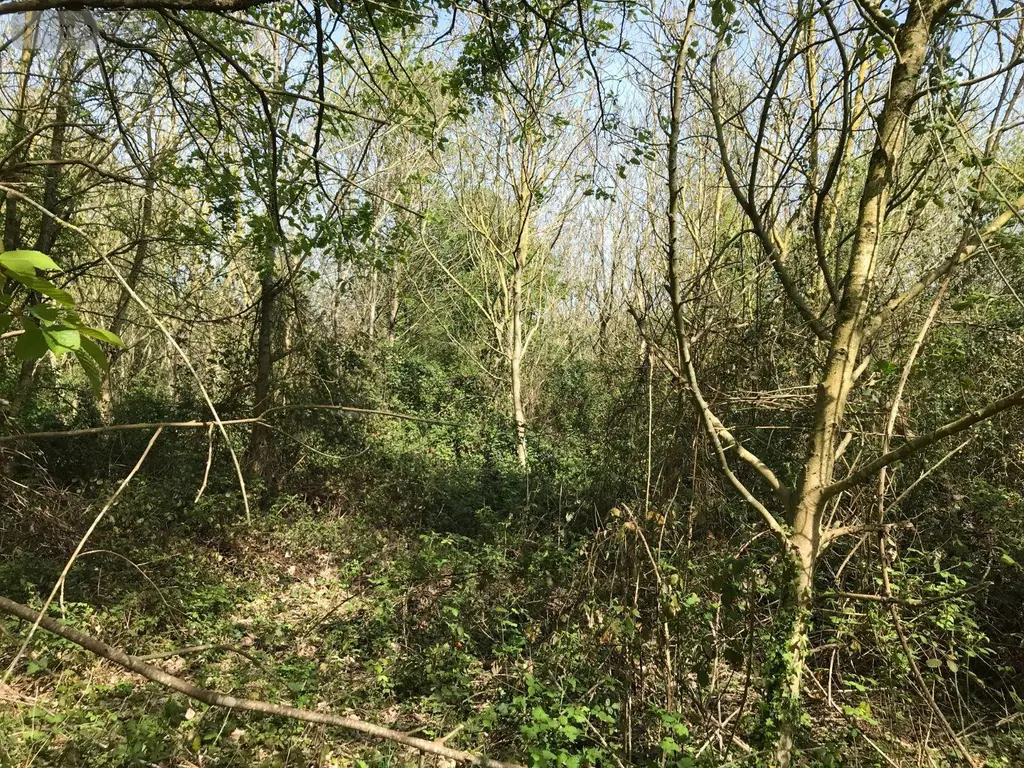 Terrains de loisirs bois etangs a vendre Lombron 72450 Sarthe 72 13200 euros 079/2029 003
