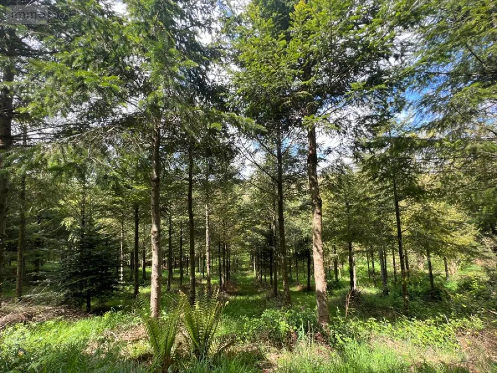 Terrains de loisirs bois etangs a vendre Châteauneuf-du-Faou 29520 Finistère 29 85600 euros 29060-1080156 002