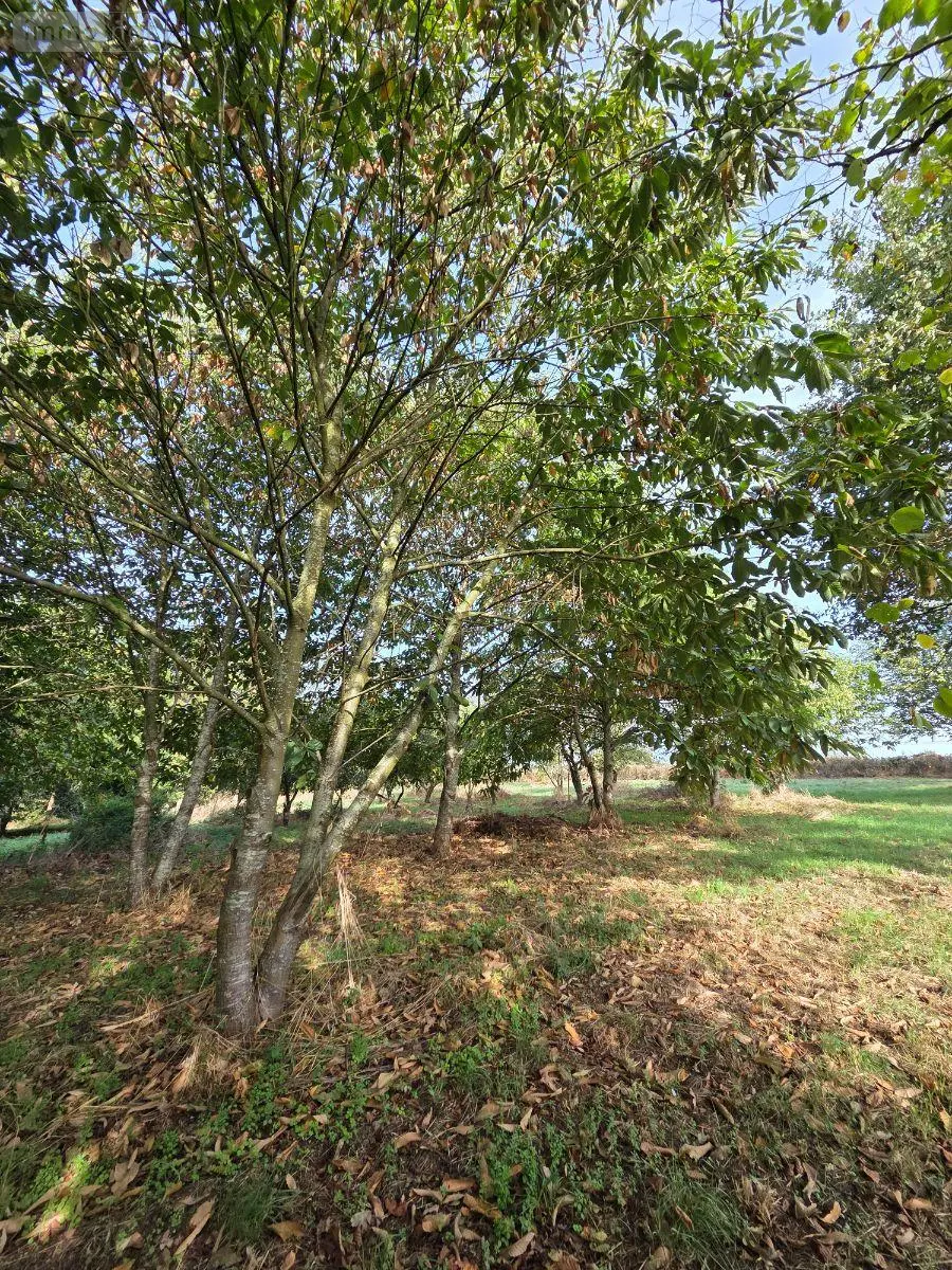 Terrains de loisirs bois etangs a vendre Villaines-la-Juhel 53700 Mayenne 53 24380 euros 1414 040