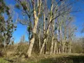 Terrains de loisirs bois etangs a vendre Cormery 37320 Indre-et-Loire 37 14600 euros 034/1391 002