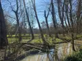 Terrains de loisirs bois etangs a vendre Cormery 37320 Indre-et-Loire 37 14600 euros 034/1391 004