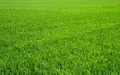 Terrain a batir a vendre Critot 76680 Seine-Maritime 76 1000 m2 48000 euros 016/701AM 001