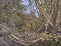 Terrains de loisirs bois etangs a vendre Auxi-le-Château 62390 Pas-de-Calais 62 23500 euros 113/1750 002