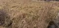 Terrain a batir a vendre Rue 80120 Somme 80 1000 m2 68400 euros 113/1765 002