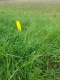 Terrain a batir a vendre Allonnes 49650 Maine-et-Loire 49 23450 euros 49076-293 002