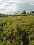 Terrain a batir a vendre Offranville 76550 Seine-Maritime 76 92400 euros 76046-313 003