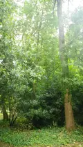 Terrain a batir a vendre Sainte-Flaive-des-Loups 85150 Vendée 85 110150 euros 85072-1077 002