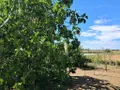 Maison a vendre Bois-de-Céné 85710 Vendée 85 120 m2 5 pièces 281100 euros 999/M/2319-85092 007