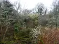 Terrains de loisirs bois etangs a vendre Saint-Tugdual 56540 Morbihan 56 10600 euros 56075-2343 004