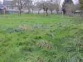 Terrain a batir a vendre Vire Normandie 14500 Calvados 14 33000 euros 14076-5533 003