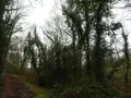 Terrains de loisirs bois etangs a vendre Saint-Tugdual 56540 Morbihan 56 10600 euros 56075-2343 007