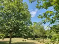 Terrain a batir a vendre Châtelain 53200 Mayenne 53 32100 euros 53039-376 002