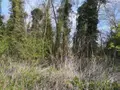 Terrains de loisirs bois etangs a vendre Thun-Saint-Martin 59141 Nord 59 4700 euros 59084-1559 003