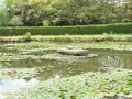 Terrains de loisirs bois etangs a vendre Brée 53150 Mayenne 53 69000 euros 53004-1342 005