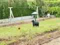 Maison a vendre Veigné 37250 Indre-et-Loire 37 242 m2 6 pièces 512000 euros 37072-649 019
