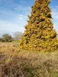 Terrain a batir a vendre Offranville 76550 Seine-Maritime 76 92400 euros 76046-313 005