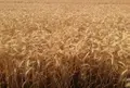 Bien agricole a vendre Levroux 36110 Indre 36 1808200 euros 021/1554 001