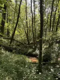 Terrains de loisirs bois etangs a vendre Noues de Sienne 14380 Calvados 14 168800 euros 14076-5956 014